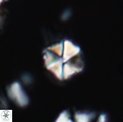 Polycostella senaria 12658