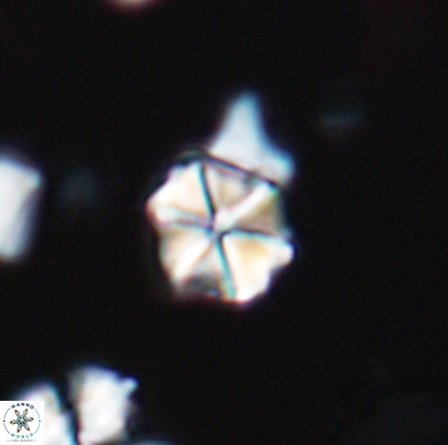 Polycostella senaria 12660