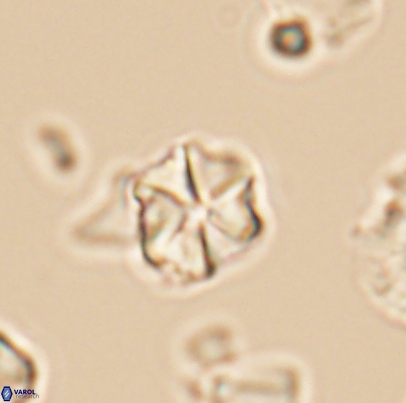 Polycostella senaria 12662
