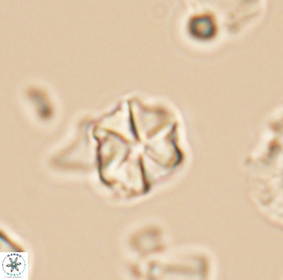 Polycostella senaria 12662