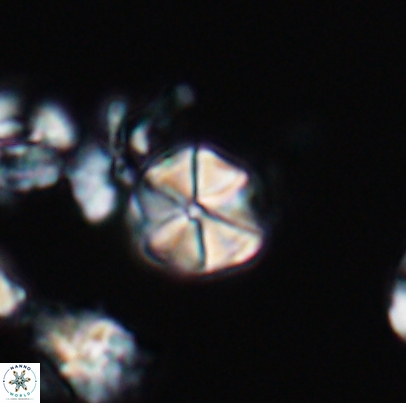 Polycostella senaria 12664