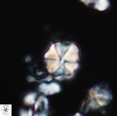 Polycostella senaria 12669