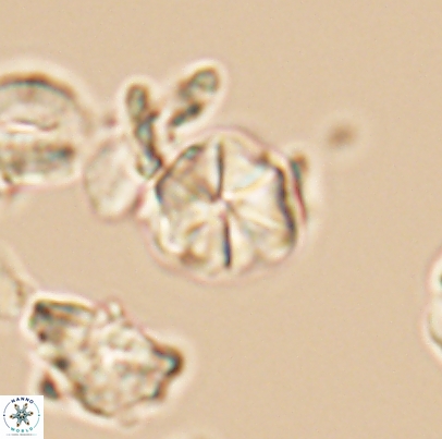 Polycostella senaria 12673