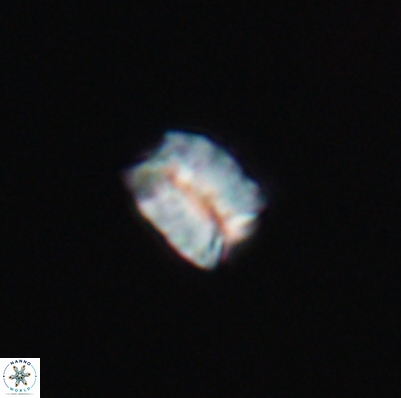 Polycostella senaria 12620