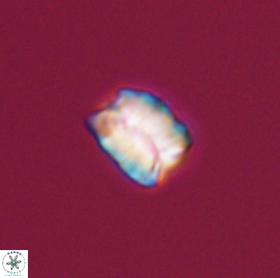 Polycostella senaria 12622
