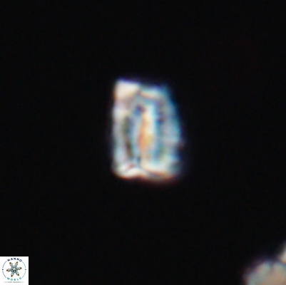 Polycostella senaria 12623