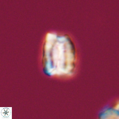 Polycostella senaria 12624