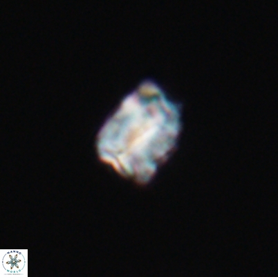 Polycostella senaria 12625