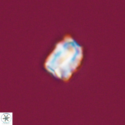 Polycostella senaria 12626