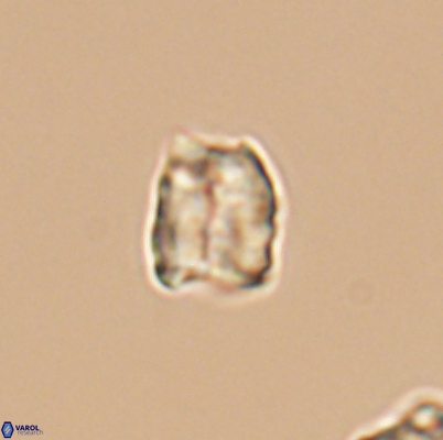 Polycostella senaria 12627