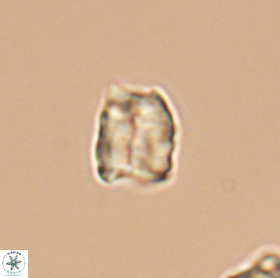 Polycostella senaria 12627