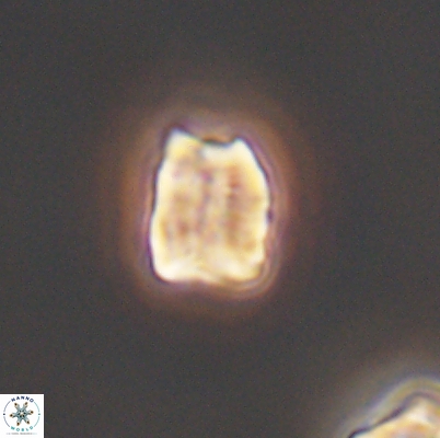 Polycostella senaria 12628