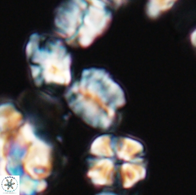 Polycostella senaria 12629