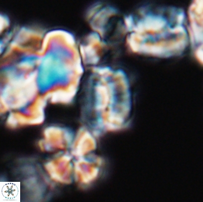 Polycostella senaria 12631
