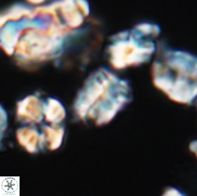 Polycostella senaria 12633