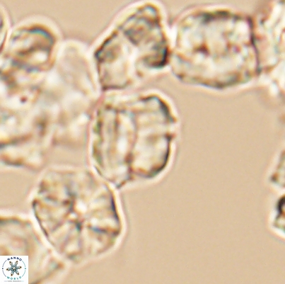 Polycostella senaria 12635