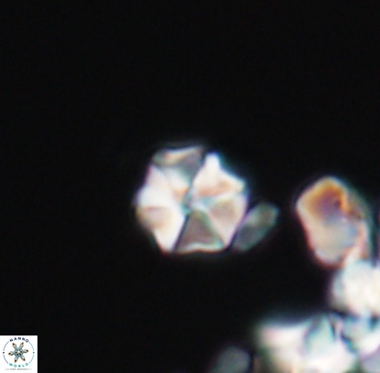 Polycostella senaria 12727