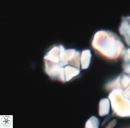 Polycostella senaria 12730