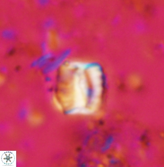 Polycostella senaria 1408