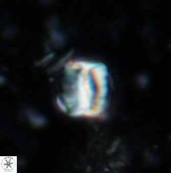 Polycostella senaria 1409