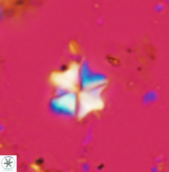 Polycostella senaria 1414