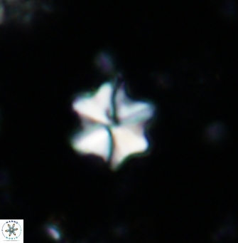 Polycostella senaria 1416