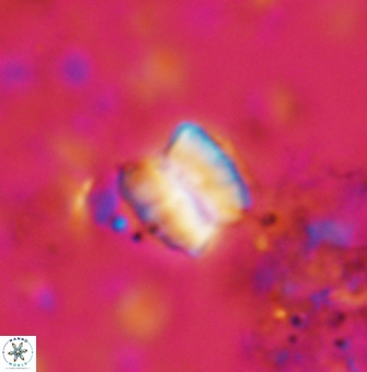 Polycostella senaria 1410