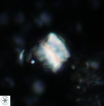 Polycostella senaria 1411
