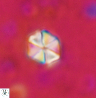 Polycostella senaria 1412