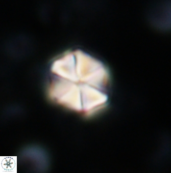 Polycostella senaria 1413