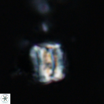 Polycostella senaria 19041