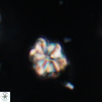 Polycostella senaria 19047