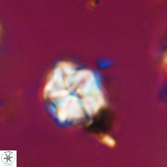 Polycostella senaria 19048