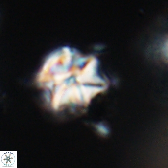 Polycostella senaria 19049