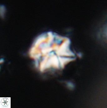 Polycostella senaria 19050