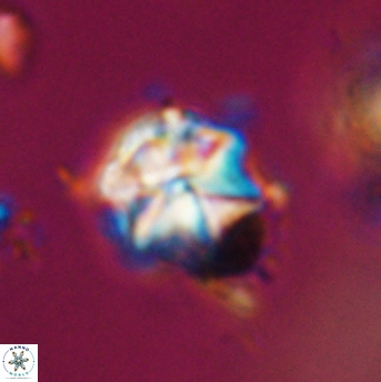 Polycostella senaria 19051