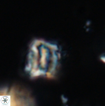 Polycostella senaria 19085