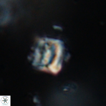 Polycostella senaria 19087
