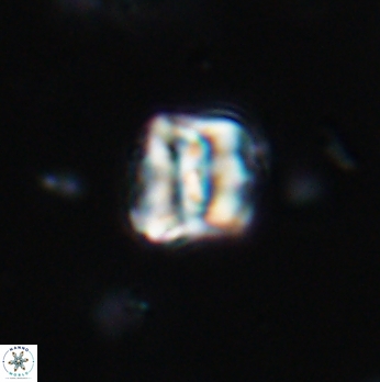 Polycostella senaria 19093