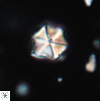 Polycostella senaria 19098