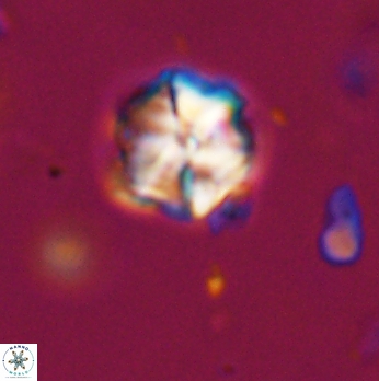 Polycostella senaria 19099