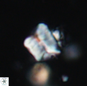 Polycostella senaria 19011