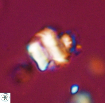 Polycostella senaria 19013