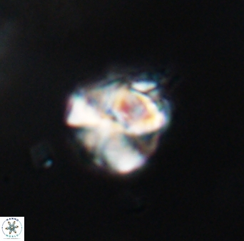 Polycostella senaria 19016