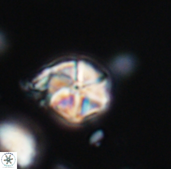 Polycostella senaria 19017