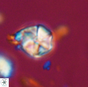 Polycostella senaria 19018