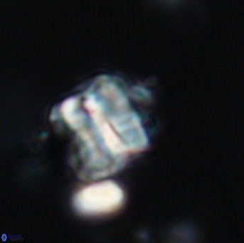 Polycostella senaria 19038
