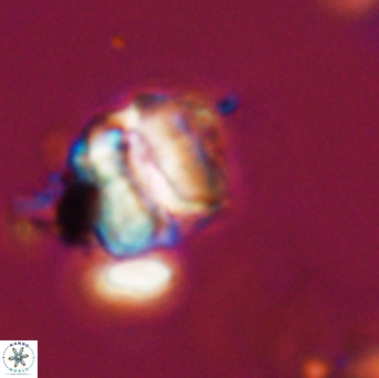 Polycostella senaria 19039