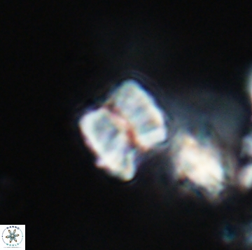 Polycostella senaria 19170