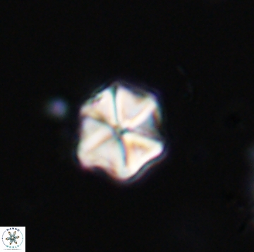 Polycostella senaria 19180